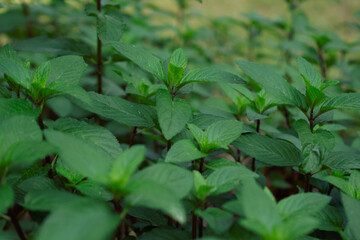 Chocolate Mint in a Spring Garden