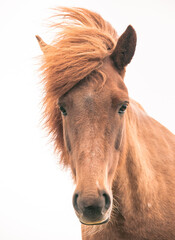 portrait of a horse