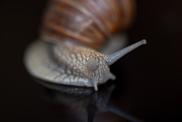 French snail photographed close up.