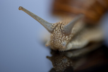French snail photographed close up.