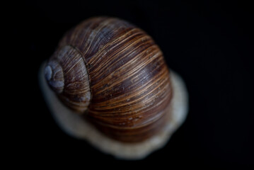 French snail photographed close up.