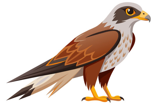 recommend clip art: Beautiful bird buzzard vector art illustration