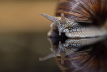 French snail photographed close up.