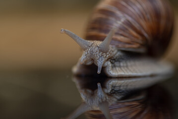 French snail photographed close up.