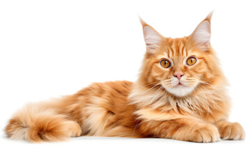 Fototapeta premium Fluffy red Maine Coon cat lies on a light background