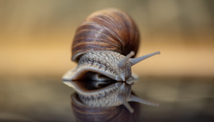 French snail photographed close up.