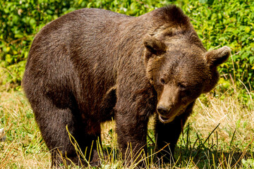 Bear in Romania