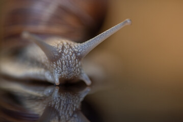 French snail photographed close up.