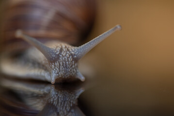 French snail photographed close up.