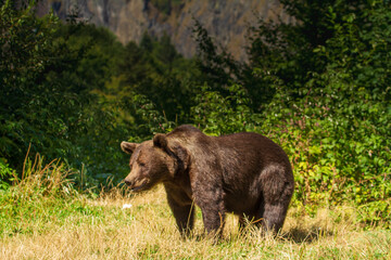 Fototapeta premium Maria a brewing bear at Trasfagarasan, Romania