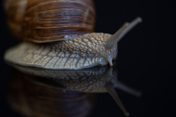 French snail photographed close up.