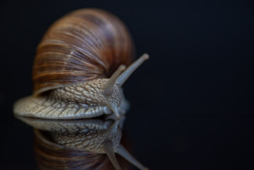 French snail photographed close up.
