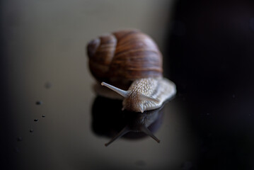 French snail photographed close up.