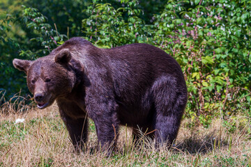 Fototapeta premium Brown bear at the Transfagarasan, Romania
