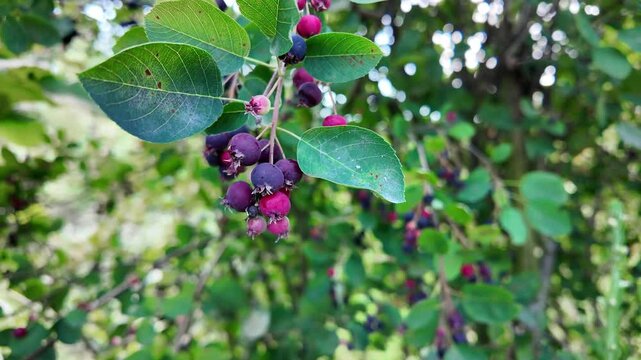 Saffron bush with black berries in the garden
