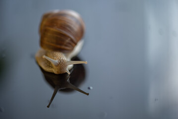French snail photographed close up.