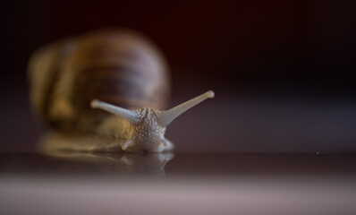 French snail photographed close up.