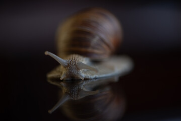 French snail photographed close up.