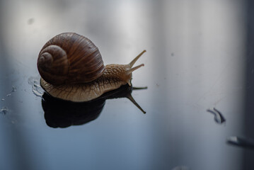 French snail photographed close up.
