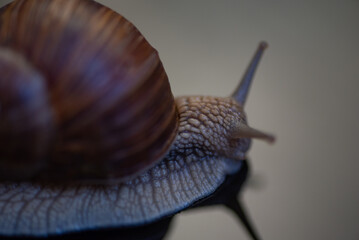 French snail photographed close up.