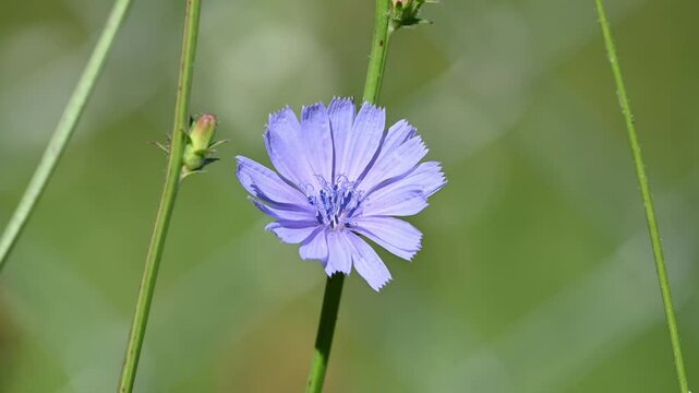 A beautiful close-up of chicory flowers blooming in a lush green environment, showcasing their delicate blue petals and slender stems under a clear sky.