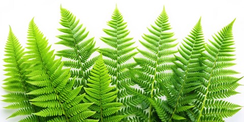 Green Fern Fronds on White Background, nature , greenery , foliage , botanical