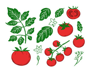 Tomatoes set,  vector illustration, engraving style