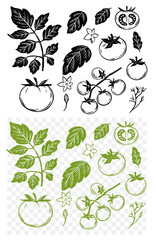 Tomatoes set, monochrome vector illustration, engraving style