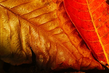 close up of leaf