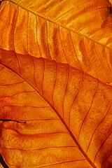 Obraz premium leaf texture