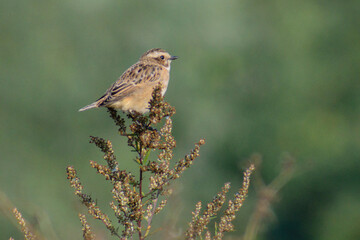 female house sparrow passer domesticus
