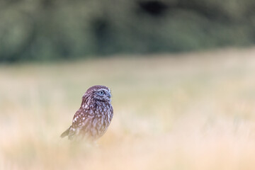 Minimalist Wilderness Closeup Side view photo of the Boreal Owl posing alone in a cornfield. Horizontally. 