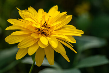 yellow flower in the garden
