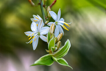 Obraz premium white and yellow flowers