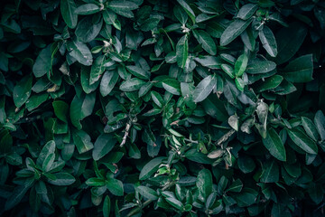 Fototapeta premium A close up of Firethorn green leaves texture