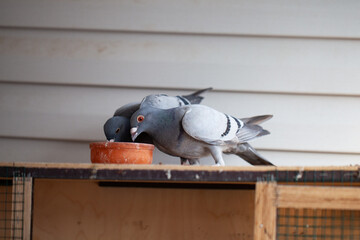 The racing pigeons feeding from a clay bowl on wooden cage.