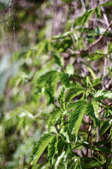 Close-up of vibrant green leaves illuminated by soft sunlight, with a blurred background that emphasizes the lushness of the foliage. The scene captures the essence of new growth in spring.