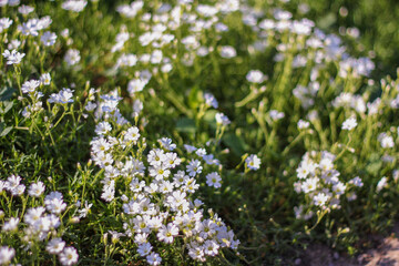 A patch of small white flowers basking in warm sunlight, spreading across the green grass. The soft light highlights the delicate petals, creating a peaceful and serene natural scene.
