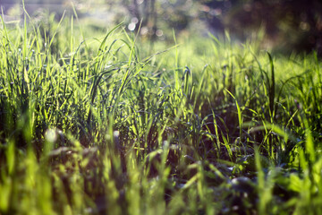 Morning sunlight filters through the lush green grass, creating a serene and peaceful atmosphere. The soft glow highlights the freshness and vibrancy of the blades.