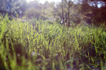 Morning sunlight softly filters through the lush green grass, creating a serene and tranquil atmosphere. The gentle light enhances the natural beauty of the fresh, dewy blades.