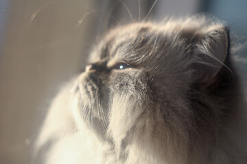 A cat gazes out the window, bathed in soft sunlight. The light gently highlights its fur, creating a peaceful, reflective atmosphere as the cat enjoys a quiet moment.