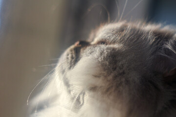 Close-up of a cat basking in soft sunlight, eyes gently closed, capturing a serene and tranquil moment. The warm light highlights the delicate texture of the fur, creating a dreamy atmosphere.