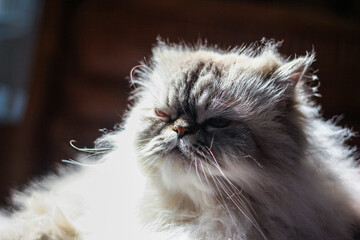 A fluffy cat looks unimpressed, with its fur catching the warm sunlight. Its expression is a perfect blend of majestic and grumpy, making it both regal and endearing.
