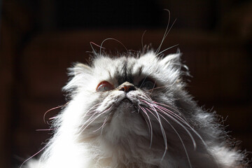 A majestic cat gazes upward, its long whiskers illuminated by the soft sunlight. The upward angle emphasizes the cat's regal demeanor and thoughtful expression.