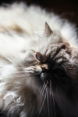 A majestic cat with a lush, fluffy coat is captured in a moment of curiosity. Its striking eyes and detailed whiskers are illuminated by soft, natural light.