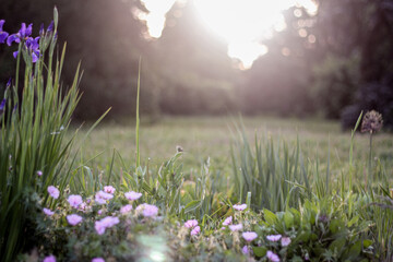 A tranquil garden scene at sunrise, with purple flowers and tall grass gently illuminated by the soft morning light. The misty background adds a dreamy atmosphere.