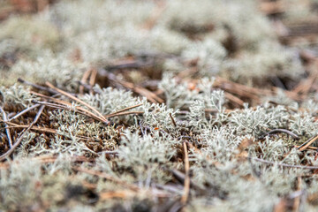 A detailed close-up of lichen and scattered pine needles on the forest floor. The earthy tones and intricate textures create a natural tapestry, highlighting the subtle beauty of the woodland undergro