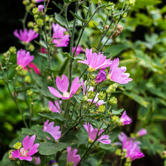 Fleurs