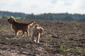 A beautiful purebred cocker spaniel plays in an autumn field.