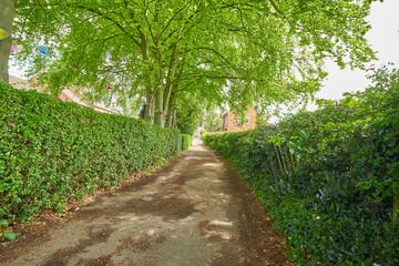 Dirt track with trimmed hedges